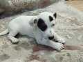 KISA BACAK ORJİNAL
