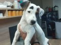 jack russel kısa bacak
