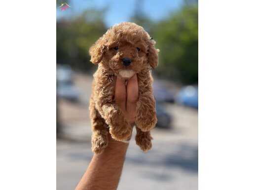 Üst kalite poodle yavruları
