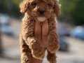Üst kalite poodle yavruları