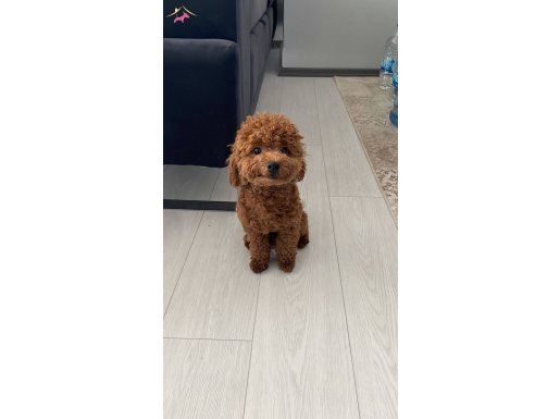 Eğitimli Toy Poodle
