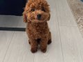 Eğitimli Toy Poodle
