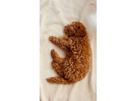 3 aylık aileden safkan toy poodle