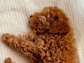 3 aylık aileden safkan toy poodle