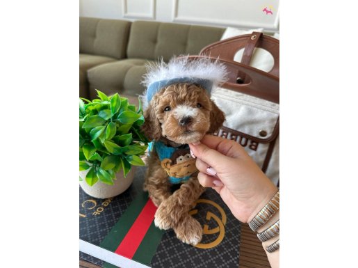 Toypoodle kalitesinde yavrun