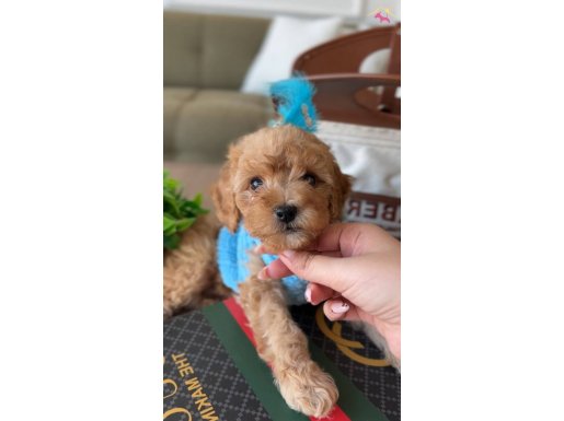 Türünün en güzeli yavrum mango