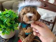 Toypoodle kalitesinde yavrun