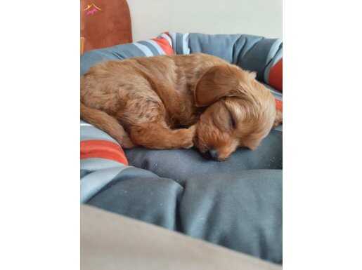 4 aylık erkek maltipoo yavru