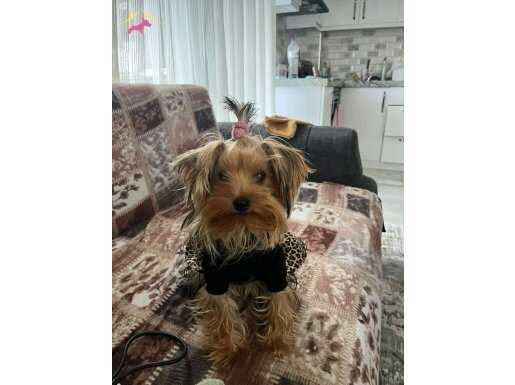 Yorkshire terrier 1 yaşında aşıları tam sağlıklı 