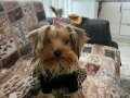 Yorkshire terrier 1 yaşında aşıları tam sağlıklı 