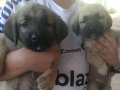 Harika kangallar Anadolu çoban köpekleri 