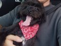Siyah Erkek Toy-Terrier