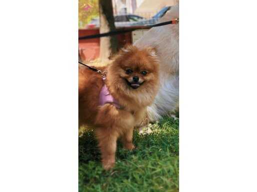 Yetişkin pomeranian