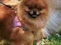 Yetişkin pomeranian