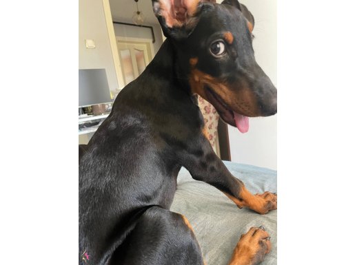 3 aylık doberman safkan yavru