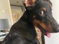 3 aylık doberman safkan yavru