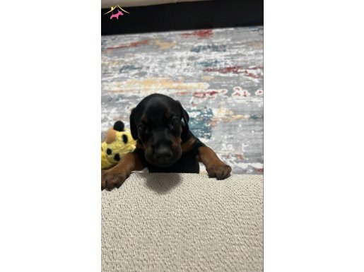 2 aylık dişi doberman yavrusu