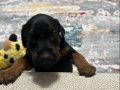 2 aylık dişi doberman yavrusu