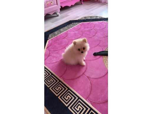 2.5 aylık pomeranian boo