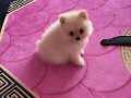 2.5 aylık pomeranian boo