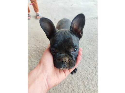 French bulldog yavrum