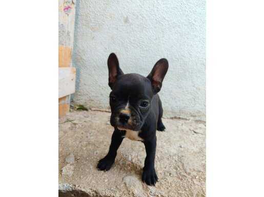 French bulldog yavrum 