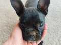 French bulldog yavrum