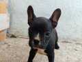 French bulldog yavrum 