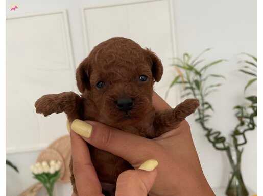Orjinal toy poodle red brown tek yavru