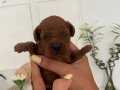 Orjinal toy poodle red brown tek yavru