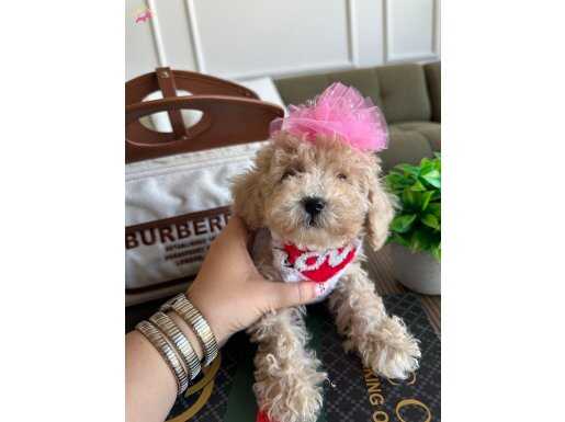 Güzeller güzeli mango