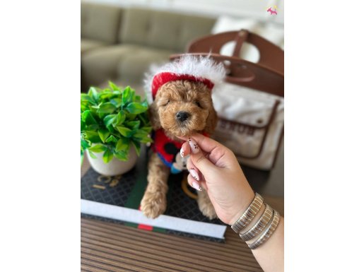 Sağlık ve ırk garantili yavru oğluşum