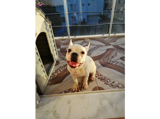 Orjinal french bulldog