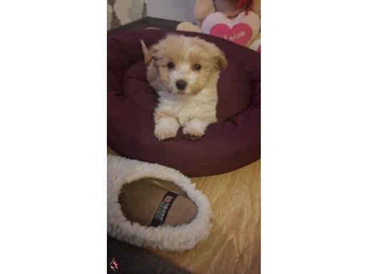 Sosyal Kelebek: Oyuncu Dişi Maltipoo