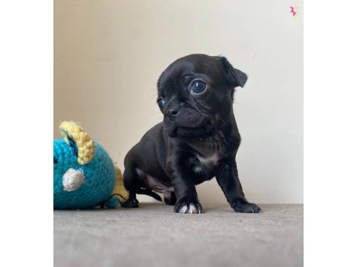 A Kalite Chihuahua Yavrumuz Sahiplenmeye Hazır