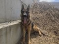 EĞİTİMLİ, AŞI PASAPORTLU, ORİJİNAL DİŞİ ALMAN KURDU