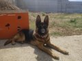 EĞİTİMLİ, AŞI PASAPORTLU, ORİJİNAL DİŞİ ALMAN KURDU