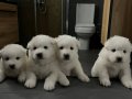 Sevimli Samoyed Yavrularımız