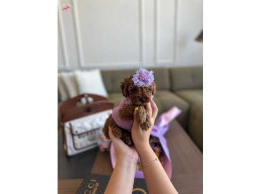 Miniğin Gücü 3 Aylık Mikro Toy Poodle
