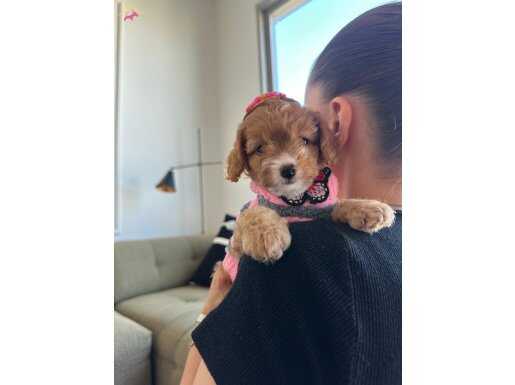 Mikro Kore Maltipoo Geldi