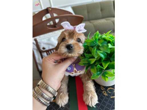 Kore Güzeli Micro Teacup Maltipoo