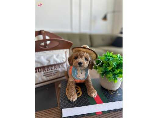 Micro Korea Teacup Maltipoo Yavru