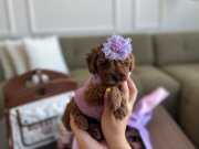 Miniğin Gücü 3 Aylık Mikro Toy Poodle