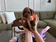Pofuduk Bebek Kore Toy Poodle Micro