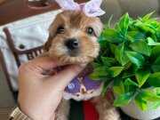 Kore Güzeli Micro Teacup Maltipoo