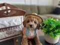 Micro Korea Teacup Maltipoo Yavru