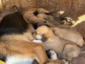 1 AYLIK BEAGLE YAVRULAR