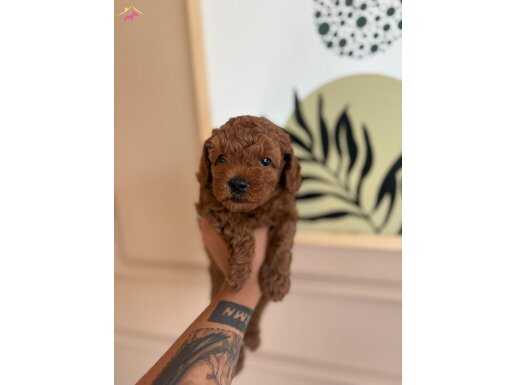 REDD BROWN POODLE