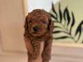 REDD BROWN POODLE