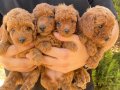 Kore tea cup toy poodle mükemmel yavrular